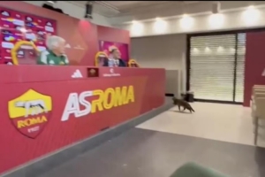 一只猫咪闯入加斯佩里尼的新闻发布会，打断罗马主帅发言