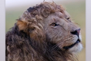 羡慕啊！詹姆斯转发狮子卷毛照：你们很幸运我的头发不再生长了！